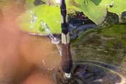 Slender Skimmer (Orthetrum sabina)